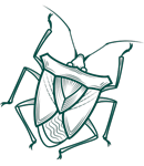 Common insect pests