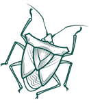 Insect icon