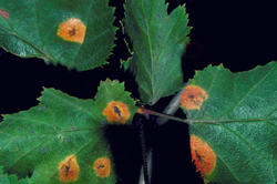 Cedar/ Hawthorn Rust (Gymnosporangium)