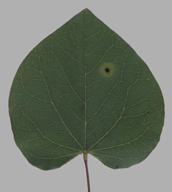 Leaf Spot (Cercospora)