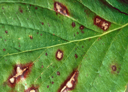 Anthracnose (Discula)