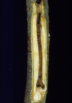 Dogwood twig borer