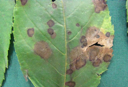 Leaf Spot (Gnomonia)