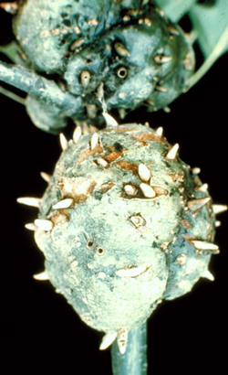 Horned Gall Wasp