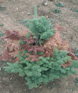 Root Rot (Phytophthora)