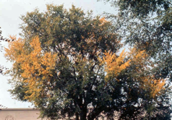 Elm Yellows (Phytoplasma)