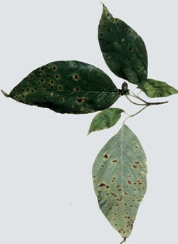Leaf Spot (Septoria)