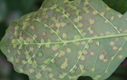 Leaf Spot (Tubakia)