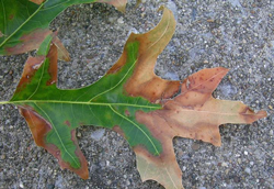 Bacterial Leaf Scorch (Xylella)