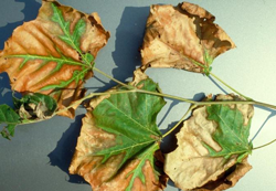 Bacterial Leaf Scorch (Xylella)